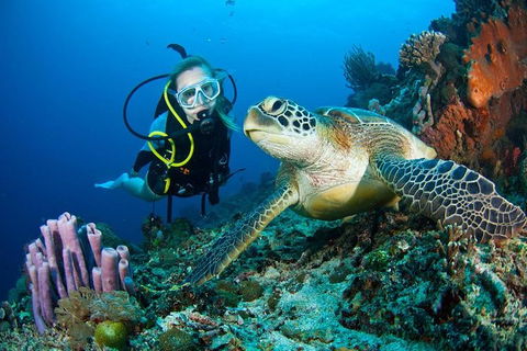 PADI Diving Courses On The Gold Coast - VIC Tourism 1