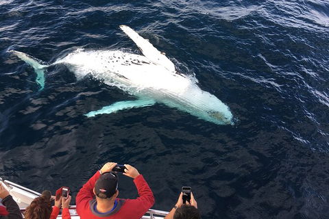 PRIVATE Whale Watching Tour - Up To 11 People In Your Group - VIC Tourism 1