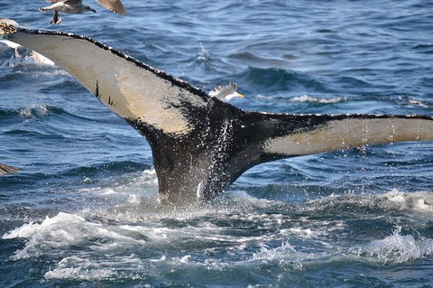 PRIVATE Whale Watching Tour - Up To 11 People In Your Group - VIC Tourism 2