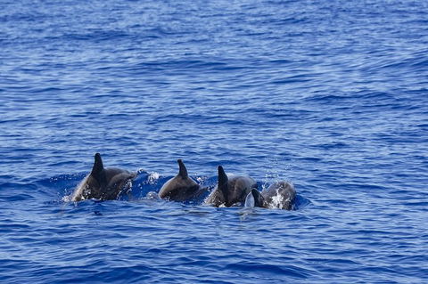 PRIVATE Whale Watching Tour - Up To 11 People In Your Group - VIC Tourism 3