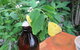 Australian Butterfly Sanctuary- Virtual Interactive Tour With Private Guide - thumb 5