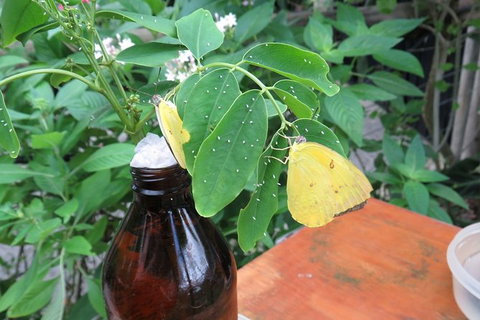 Australian Butterfly Sanctuary- Virtual Interactive Tour With Private Guide - VIC Tourism 5
