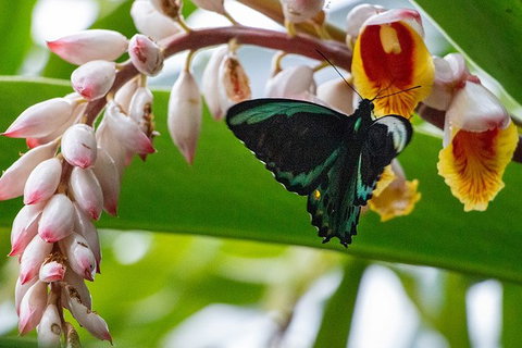Australian Butterfly Sanctuary- Virtual Interactive Tour With Private Guide - VIC Tourism 0