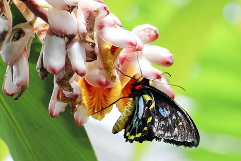 Australian Butterfly Sanctuary- Virtual Interactive Tour With Private Guide - VIC Tourism 7