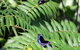 Australian Butterfly Sanctuary- Virtual Interactive Tour With Private Guide - thumb 3