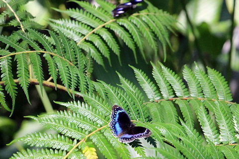 Australian Butterfly Sanctuary- Virtual Interactive Tour With Private Guide - VIC Tourism 3