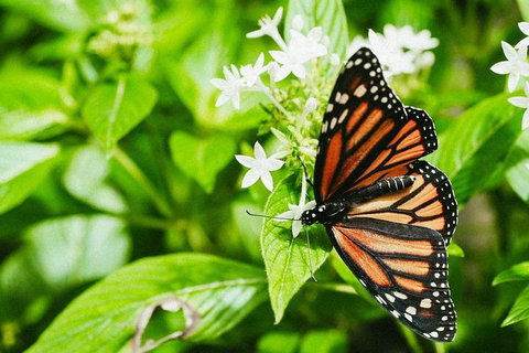 Australian Butterfly Sanctuary- Virtual Interactive Tour With Private Guide - VIC Tourism 4