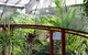 Australian Butterfly Sanctuary- Virtual Interactive Tour With Private Guide - thumb 2