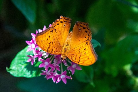 Australian Butterfly Sanctuary- Virtual Interactive Tour With Private Guide - VIC Tourism 1