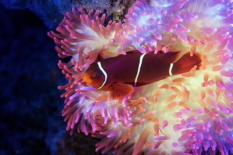 Cairns Aquarium By Twilight With 3 Course Dinner - VIC Tourism 6