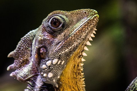Cairns Aquarium By Twilight With 3 Course Dinner - VIC Tourism 5