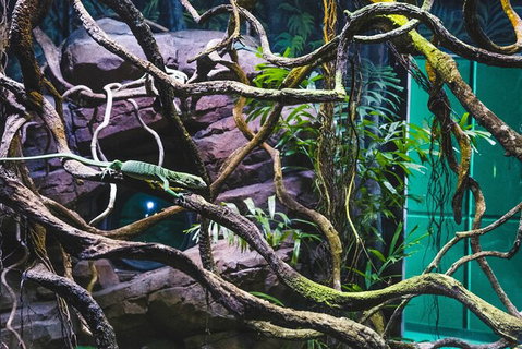 Cairns Aquarium By Twilight With 3 Course Dinner - VIC Tourism 8