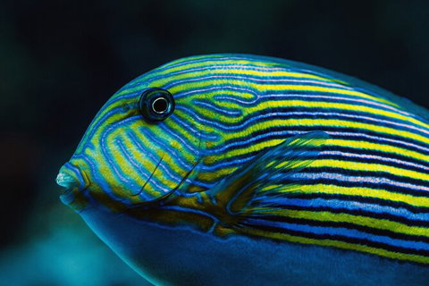 Cairns Aquarium By Twilight With 3 Course Dinner - VIC Tourism 4