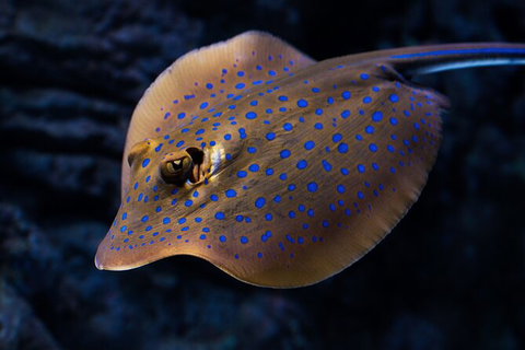 Cairns Aquarium By Twilight With 3 Course Dinner - VIC Tourism 2