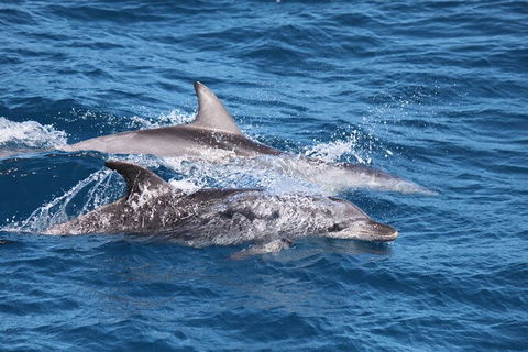 Sandy Straits Scenic & Wildlife Cruise - VIC Tourism 1