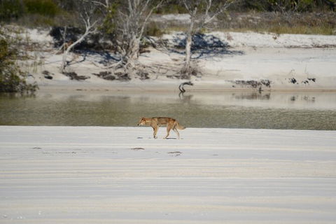 Sandy Straits Scenic & Wildlife Cruise - VIC Tourism 10