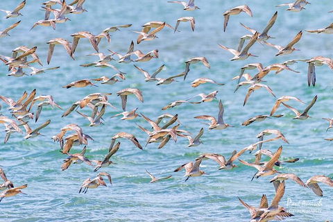 Sandy Straits Scenic & Wildlife Cruise - VIC Tourism 4