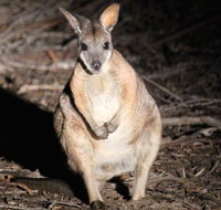 Small-Group Kangaroo Island 4WD Night Tour - VIC Tourism