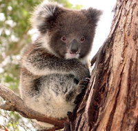 Kangaroo Island Luxury Small Group 'Island Life' Full Day Tour - VIC Tourism