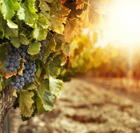 Kangaroo Island Half Day Food and Wine Trail Tour - VIC Tourism
