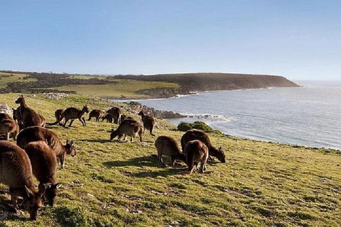 Kangaroo Island Personal Group Tours - VIC Tourism 4