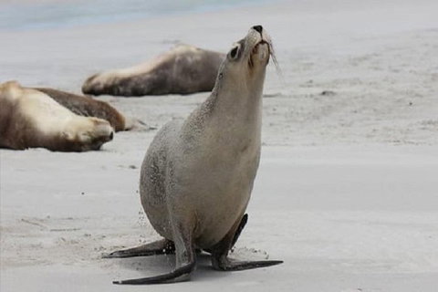 Kangaroo Island Personal Group Tours - VIC Tourism 1