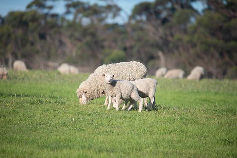 Fine Flavours - Full Day Kangaroo Island Food & Wine Tour - VIC Tourism 9