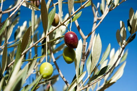 Fine Flavours - Full Day Kangaroo Island Food & Wine Tour - VIC Tourism 3