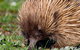 Kangaroo Island Luxury Small Group \'East End Explorer\' Full Day Tour - thumb 1