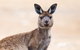 Kangaroo Island Luxury Small Group \'East End Explorer\' Full Day Tour - thumb 0