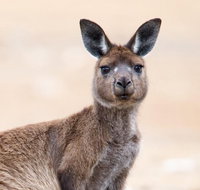 Kangaroo Island Luxury Small Group 'East End Explorer' Full Day Tour - VIC Tourism