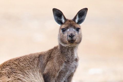 Kangaroo Island Luxury Small Group \'East End Explorer\' Full Day Tour - VIC Tourism 0