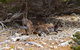 Kangaroo Island Luxury Small Group \'East End Explorer\' Full Day Tour - thumb 2