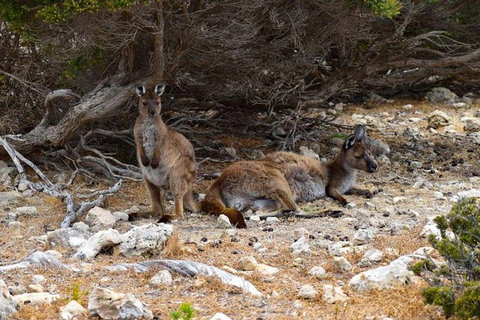 Kangaroo Island Luxury Small Group \'East End Explorer\' Full Day Tour - VIC Tourism 2
