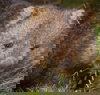 Cradle Mountain Wildlife Spotting after Dark - VIC Tourism