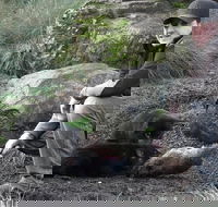 After Dark Tasmanian Devil Feeding Tour at Cradle Mountain - VIC Tourism