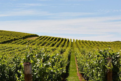 Launceston Wine & Sightseeing Tours - VIC Tourism 3