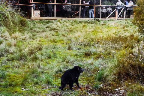 1-Hour Tasmanian Devil Feeding Day Tour At Cradle Mountain - VIC Tourism 4