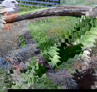 1-Hour Tasmanian Devil Feeding Day Tour at Cradle Mountain - VIC Tourism