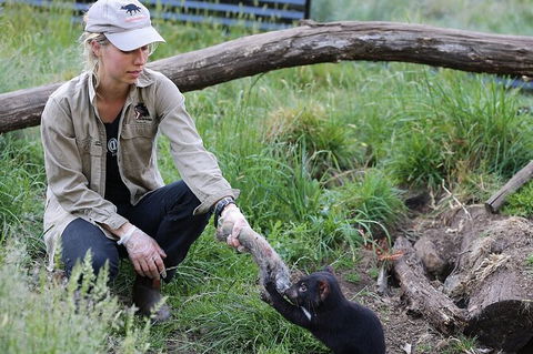 1-Hour Tasmanian Devil Feeding Day Tour At Cradle Mountain - VIC Tourism 0
