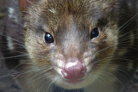 1-Hour Tasmanian Devil Feeding Day Tour At Cradle Mountain - VIC Tourism 2