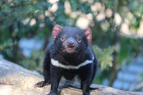 1-Hour Tasmanian Devil Feeding Day Tour At Cradle Mountain - VIC Tourism 5