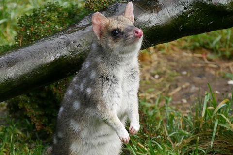 1-Hour Tasmanian Devil Feeding Day Tour At Cradle Mountain - VIC Tourism 3