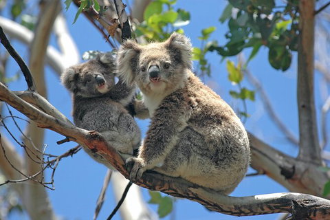 LGBT+ Friendly 12-Hour Great Ocean Road Private Tour - VIC Tourism 8