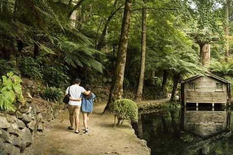 Discover Tour: Dandenong Ranges & William Ricketts Sanctuary - VIC Tourism 4