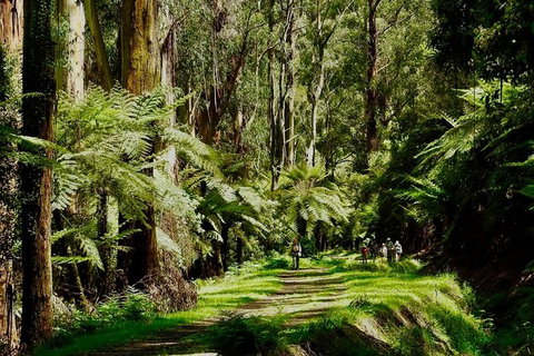 Aqueduct And Rail Trail Self-Guided Bike Tour In Warburton - VIC Tourism 1