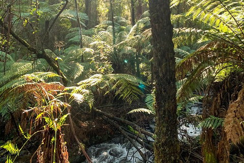 Hiking Tour To Aqueduct And Warburton Valley Lookout - VIC Tourism 3