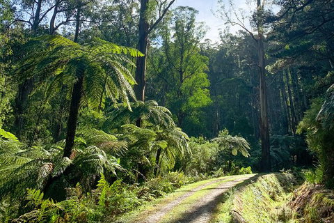 Hiking Tour To Aqueduct And Warburton Valley Lookout - VIC Tourism 1