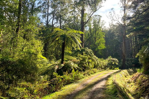 Private Aqueduct To California Redwoods Hiking Tour - VIC Tourism 0
