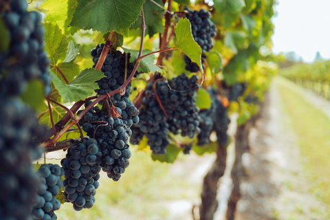 Yarra Valley 2-6 Guests With Lunch And Gin Tasting At Four Pillars - VIC Tourism 4